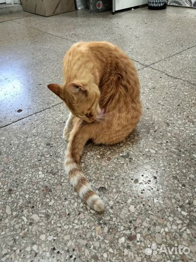 Рыжий кот