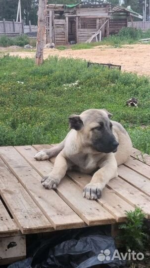 Турецкий кангал щенок