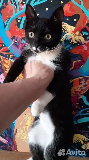 Кошка в дар