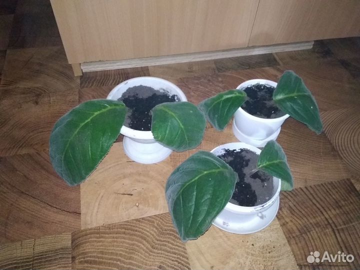 Комнатные цветы цветущие