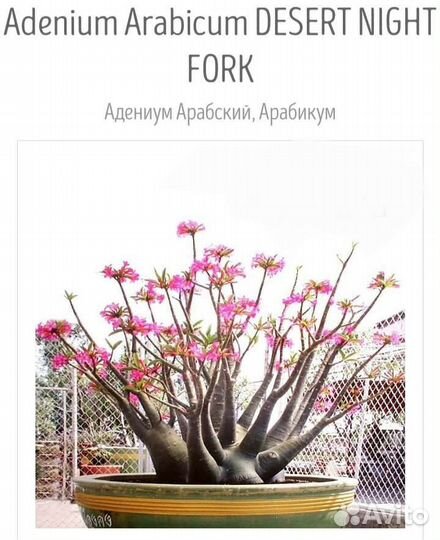 Адениум арабикум