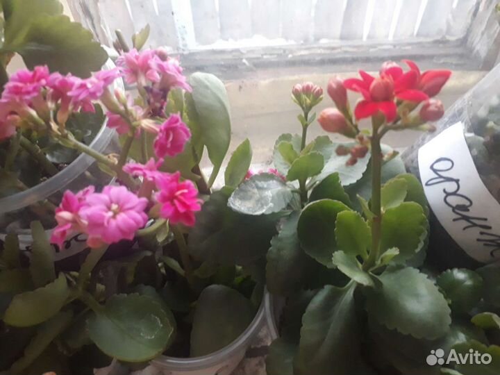 Каланхоэ цветущий