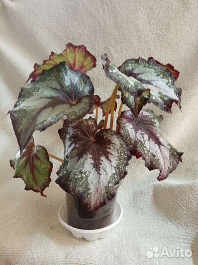 Декоративно лиственная бегония