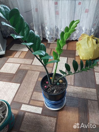 Замиокулькас