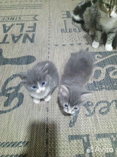 Котята бесплатно