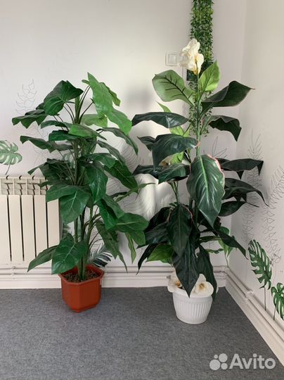Комнатные растения цветы большие