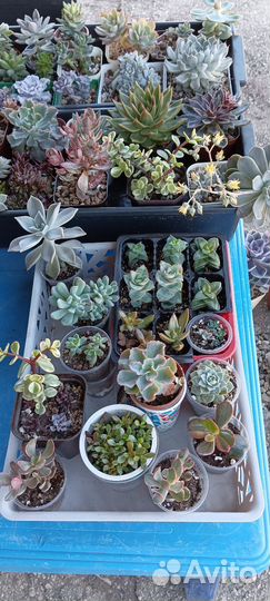 Суккуленты