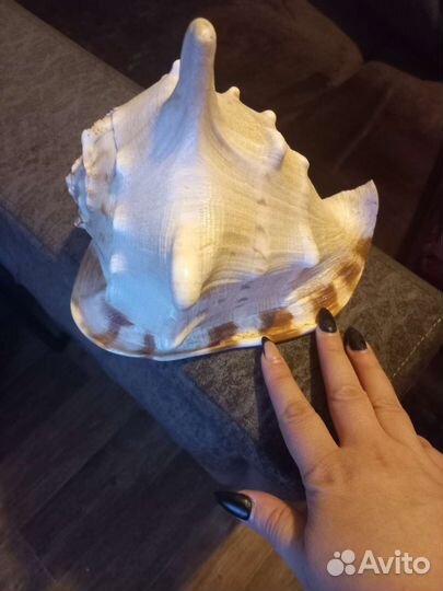 Ракушка морская большая