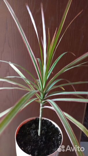 Драцена Маргината триколор