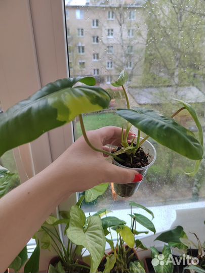 Филодендрон Бурле Маркс вариегатный