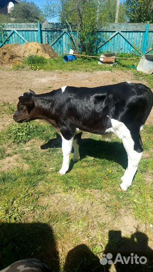 Телёнок бычок