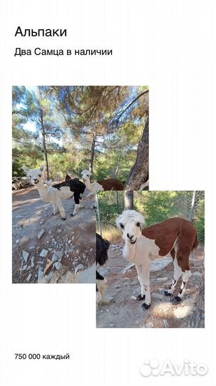 Копытные, керри хилл, олени и другие