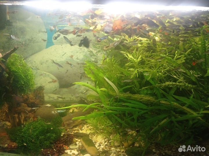 Продам гупи от 30 штук, доставка по городу