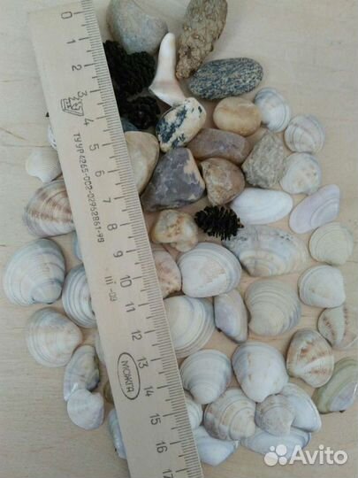 Ракушки, морские камни, шишки коллекция