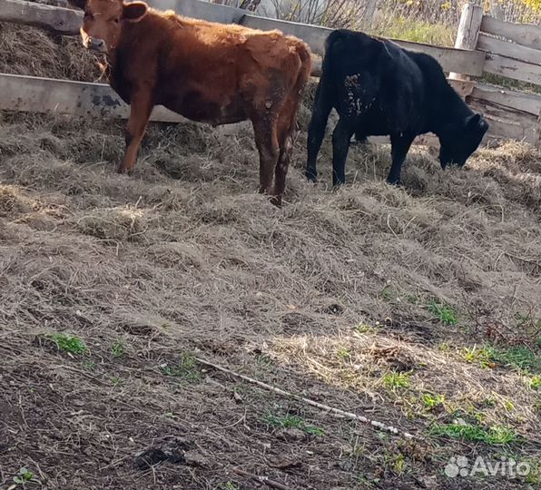 Бычки и быки