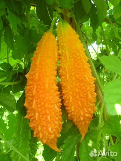 Момордика 6 семян, выщивание в Подмосковье