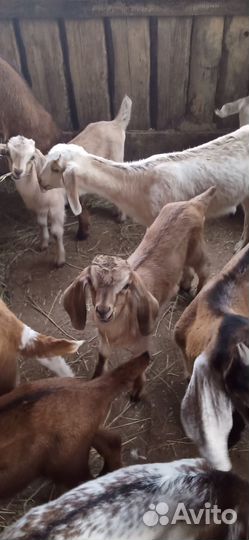 Козлята