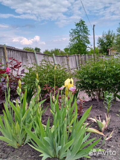 Ирисы бородатые