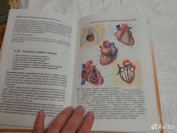 Биология 8класс Колесов,Маш,Беляев