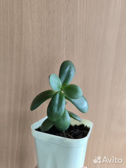 Крассула толстянка