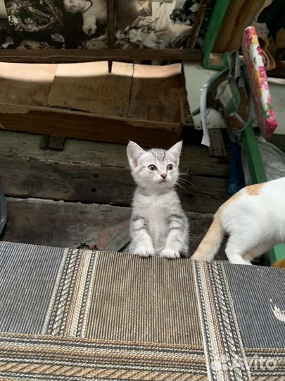 Отдам котенка в добрые руки бесплатно