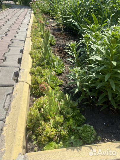 Каменная роза