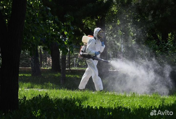 Уничтожение клопов тараканов грызунов блох