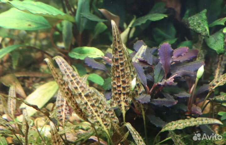 Оттелия, Буцефаландра, папоротники. 