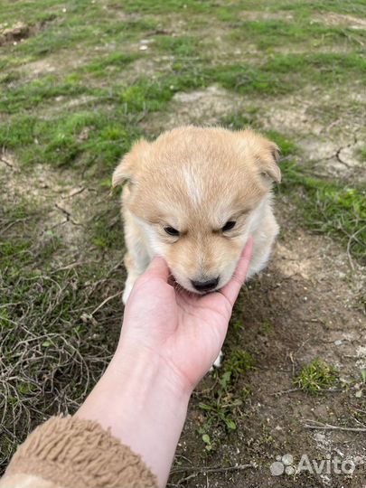 Щенки в добрые руки