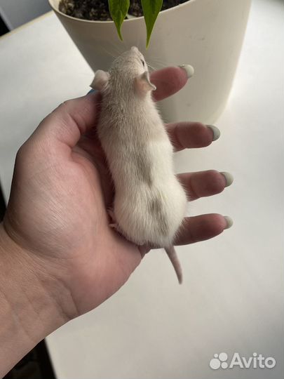Декоративные крысята