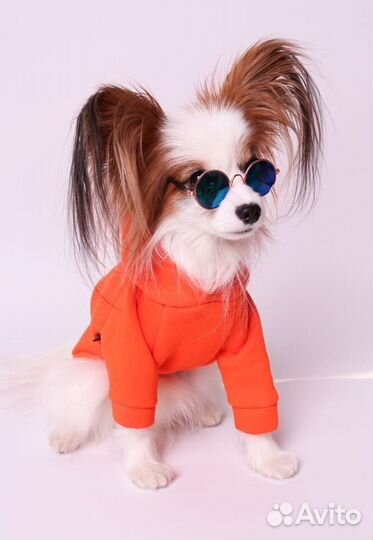 Собака для фотосессии (папийон, папильон)