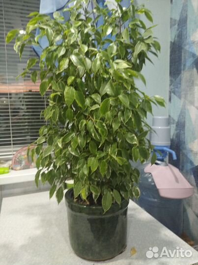 Фикус бенджамина пестролистный