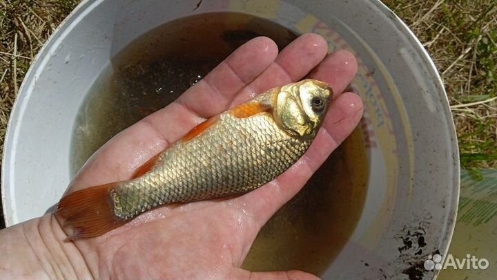 Живец для зарыбление водоёма