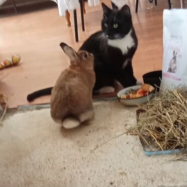 Декоративные кролики