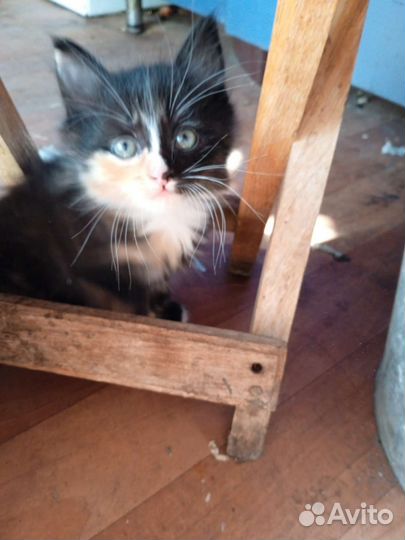 Котята в добрые руки бесплатно