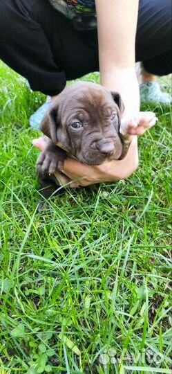 Питбуль-Курцхар