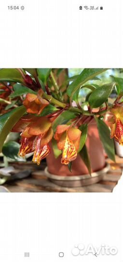 Отросток нематантус (гипоцирта)