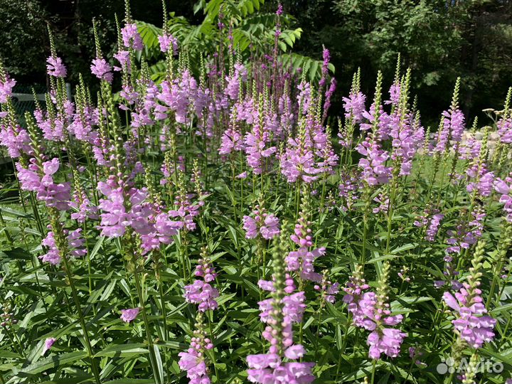 Многолетние цветы