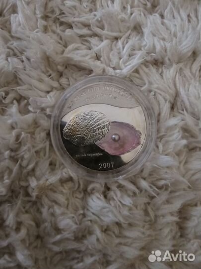 Жемчужина серая - Пинктада маргаритифера