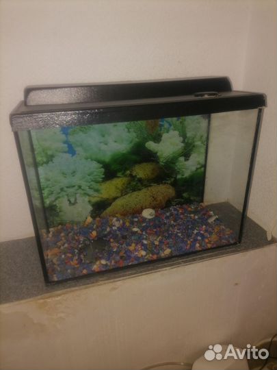 Аквариум