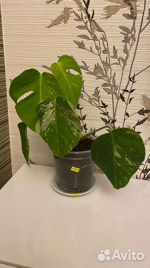 Монстера вариегатная альба