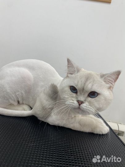 Стрижка собак и кошек. Груминг с выездом на дом