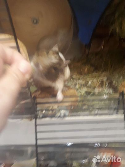 4 дегу ищут добрые руки (мальчики)