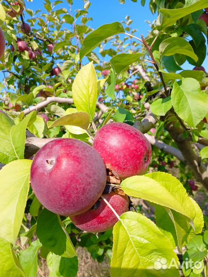 Яблоки Либерти