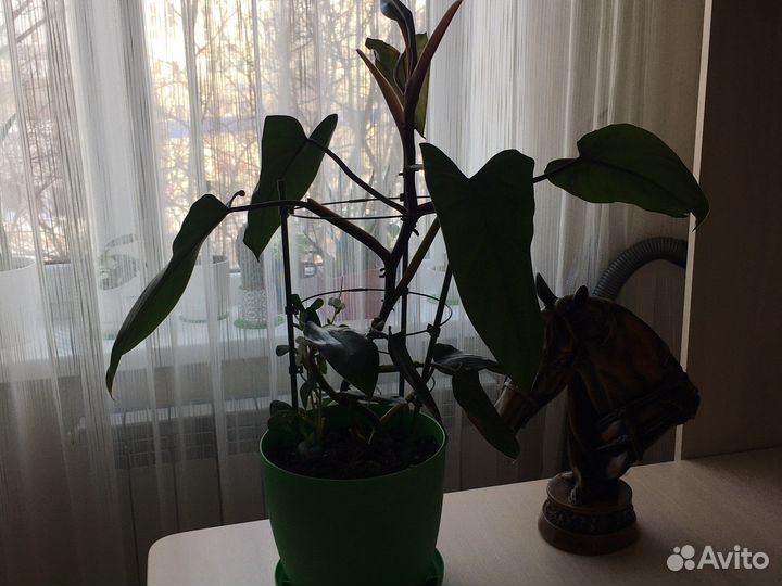 Филодендрон краснеющий