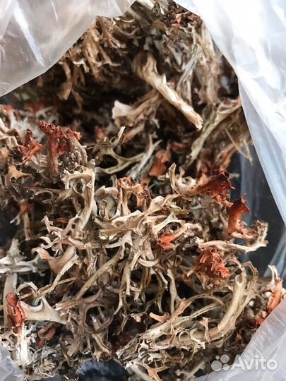 Исландский мох цетрария