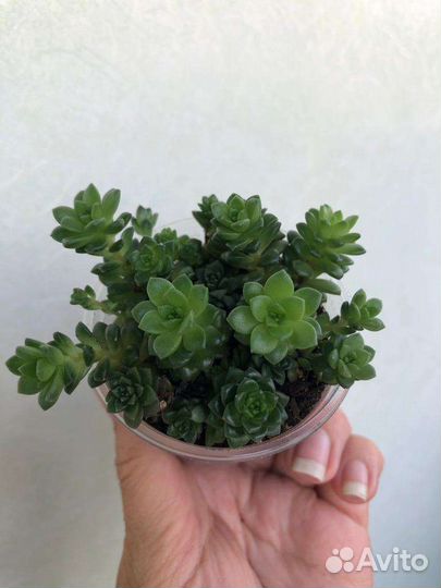 Домашние цветы, суккуленты, цветочный садик