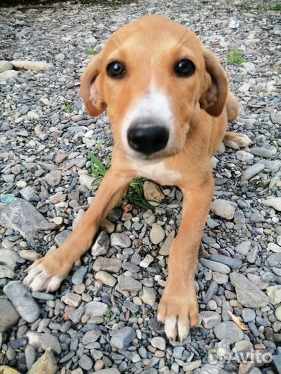 Щенки в добрые руки