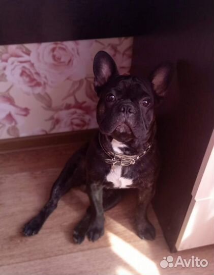 Французский бульдог вязка
