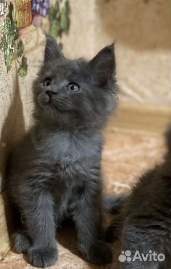 Котята мейкуны продажа